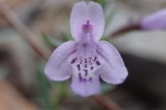 Hedeoma hyssopifolia