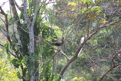 Dendrocygna autumnalis