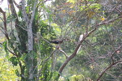 Dendrocygna autumnalis