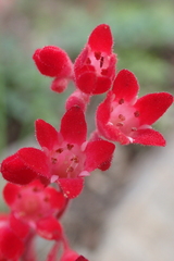 Heuchera sanguinea
