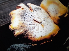Cantharellus californicus
