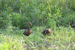 Dendrocygna autumnalis