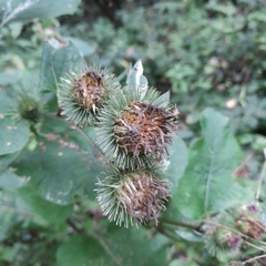 Arctium lappa