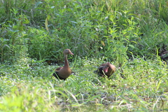 Dendrocygna autumnalis