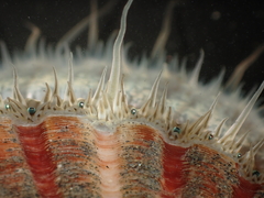 Pecten novaezelandiae