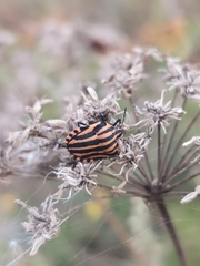 Graphosoma italicum italicum