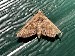 Phlogophora periculosa