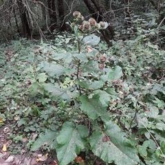 Arctium lappa