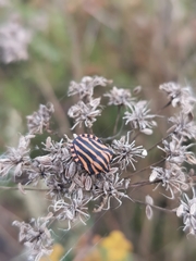 Graphosoma italicum italicum
