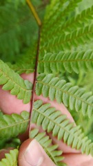Cyathea medullaris