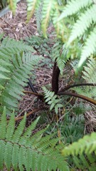 Cyathea medullaris