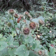Arctium lappa