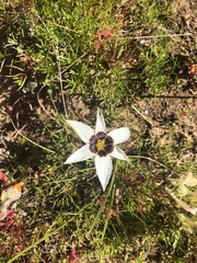 Romulea barkerae