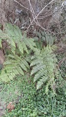 Cyathea medullaris