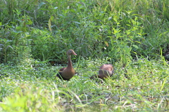 Dendrocygna autumnalis