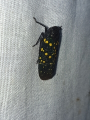 Fulgoridae