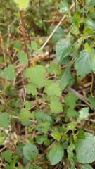 Plagianthus regius regius
