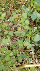 Plagianthus regius regius