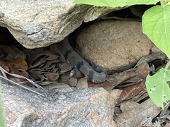 Crotalus lepidus klauberi