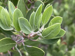 Arctostaphylos pungens