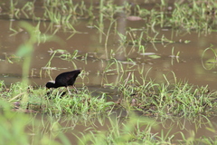 Jacana jacana hypomelaena