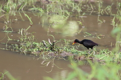 Jacana jacana hypomelaena