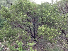 Arctostaphylos pungens