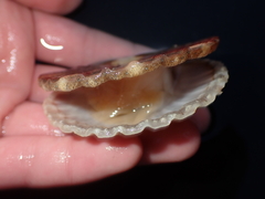 Pecten novaezelandiae