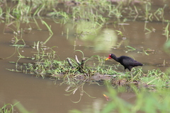 Jacana jacana hypomelaena