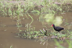 Jacana jacana hypomelaena