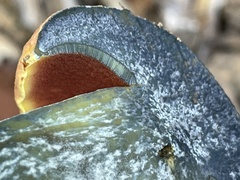 Neoboletus
