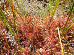 Drosera anglica