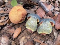 Neoboletus