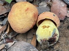 Neoboletus