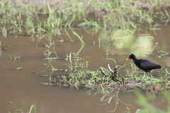 Jacana jacana hypomelaena