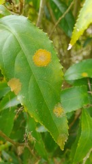 Cephaleuros lagerheimii