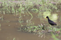 Jacana jacana hypomelaena