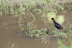 Jacana jacana hypomelaena