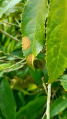 Cephaleuros lagerheimii