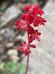Heuchera sanguinea