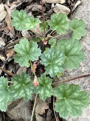 Heuchera sanguinea