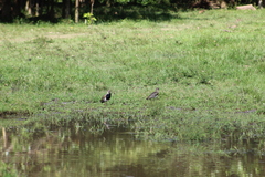 Vanellus chilensis cayennensis