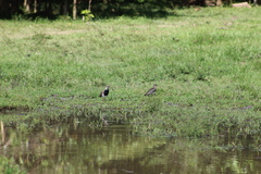 Vanellus chilensis cayennensis