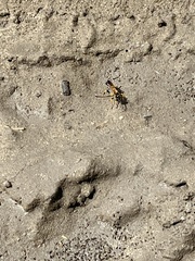 Sceliphron madraspatanum