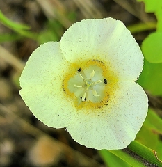 Calochortus subalpinus