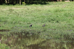 Vanellus chilensis cayennensis