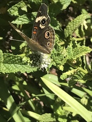 Junonia grisea