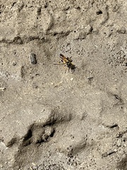 Sceliphron madraspatanum