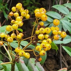 Sorbus scopulina