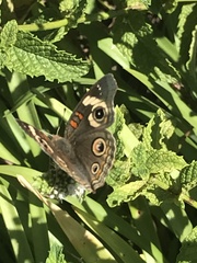 Junonia grisea